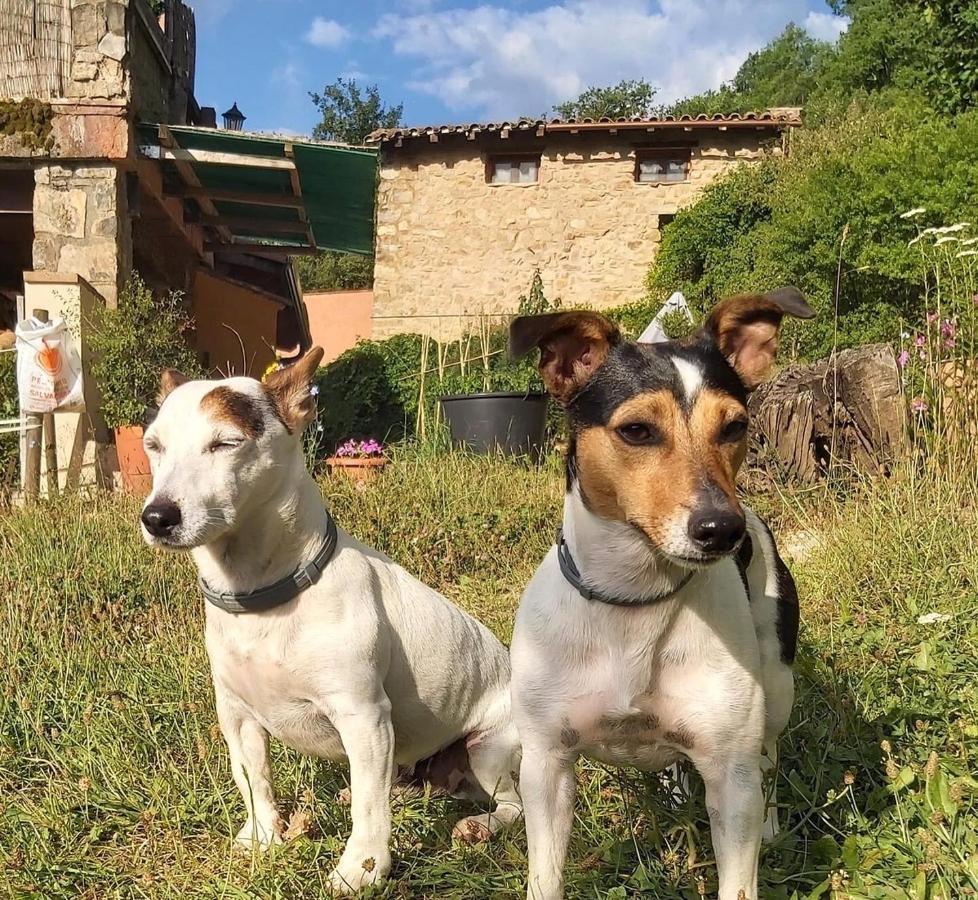 Maison d'hôtes Mas Molladar Solo Adultos à Camprodon Extérieur photo